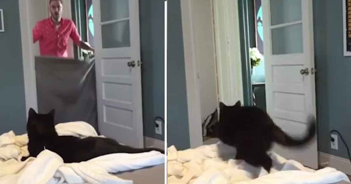 gsgsg.jpg?resize=412,232 - Hilarious Moment Cat Freaked Out When Its Owner Used A Sheet To Disappear