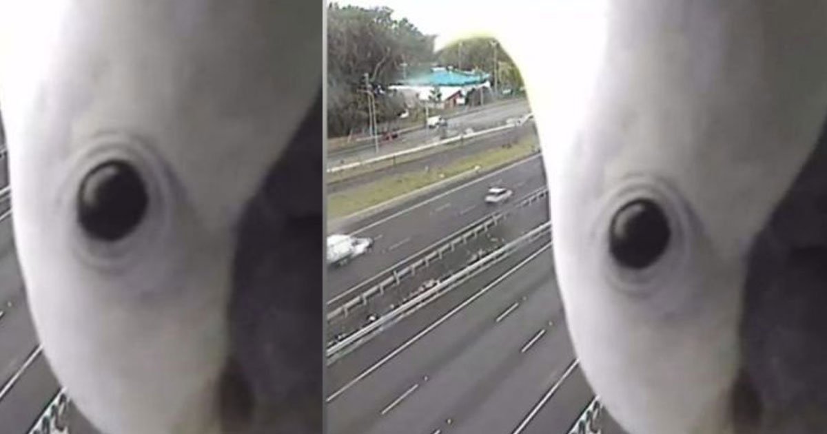 hilarious moment of a cockatoo caught on the police speed camera.jpg?resize=1200,630 - Surprise! Les images de caméras de circulation les plus hilarantes que vous ayez jamais vues!