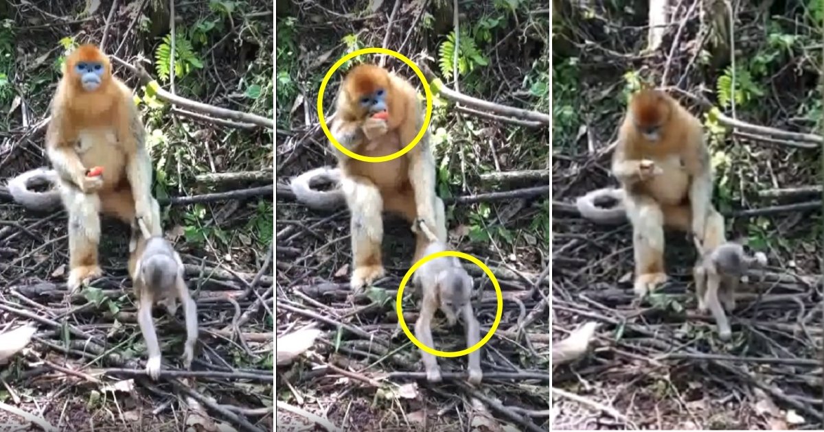m1 side.jpg?resize=1200,630 - Cooly, la maman singe tient la queue de son bébé impatient en mangeant une pêche