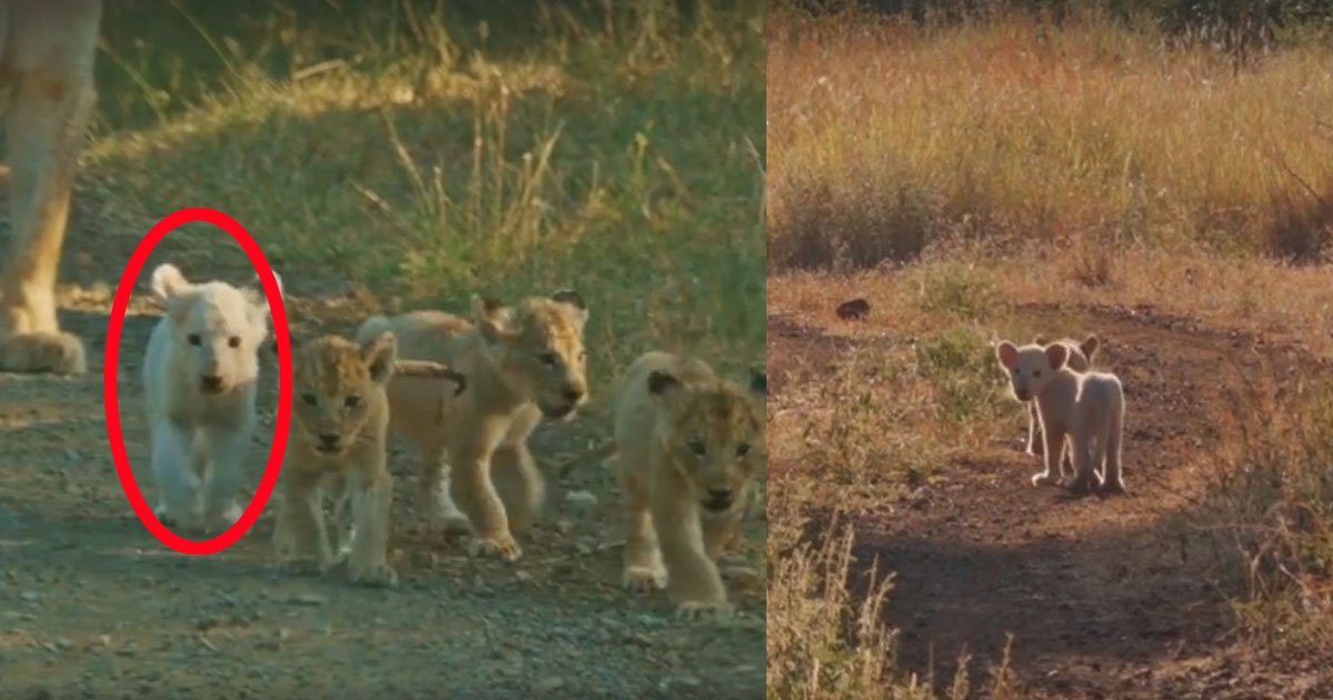man saw the lioness walking with cubs then he saw one of the cubs was white he starts filming this rare sight.jpg?resize=1200,630 - Man Saw The Lioness Walking With Cubs, He Then Noticed One Of Them Was White