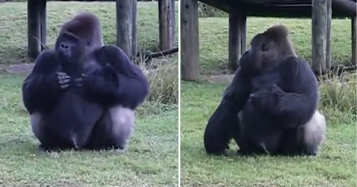 not looking.jpg?resize=412,232 - Gorilla Used Sign Language To Tell People He’s Not Allowed To Be Fed When The Trainer Was Looking