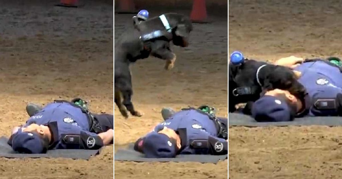 pdog.jpg?resize=1200,630 - Ce chien policier n'hésite pas à sauver son maître en effectuant les gestes des premiers secours !
