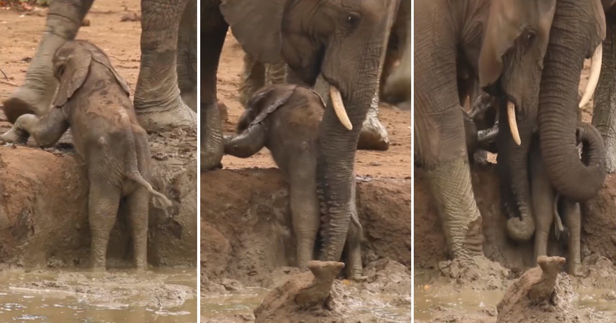 pic copy 2 18.jpg?resize=412,232 - Elephant Herd Rushed To Help Baby Elephant That Got Trapped In A Waterhole