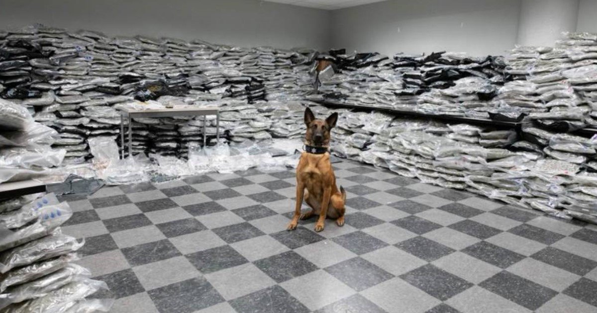 pic copy 2 20.jpg?resize=412,232 - Un chien policier de Chicago renifle plus de 10 millions de dollars de marijuana lors d'un contrôle de la circulation
