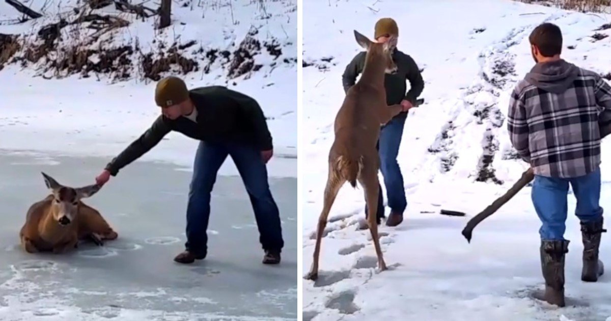pic copy 29.jpg?resize=412,232 - Moment touchant quand des hommes sauvent un cerf sans défense se trouvant sur le lac gelé