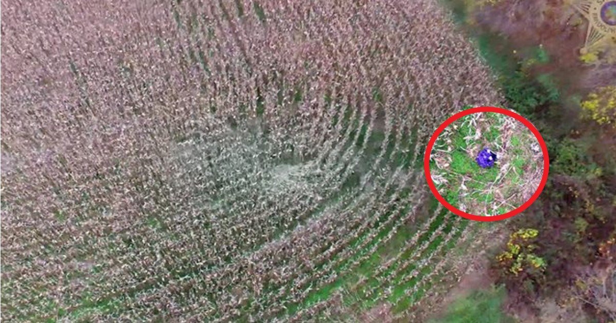 pic copy 4 1.jpg?resize=1200,630 - Une femme atteinte de démence âgée de 81 ans a disparu dans un champ de maïs. Voyez comment la police l'a retrouvé à l'aide d'un drone!
