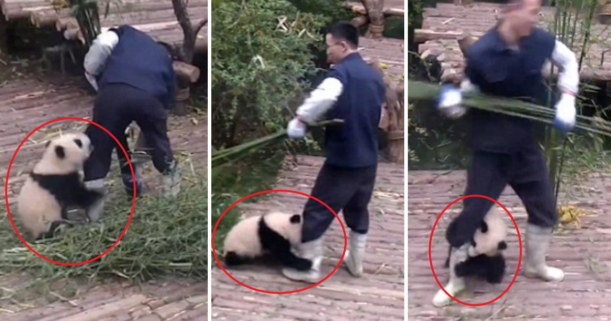 pic copy 4 2.jpg?resize=1200,630 - Un adorable jeune panda ne veut pas laisser l'employé du zoo travailler et s'accroche gentiment à sa jambe