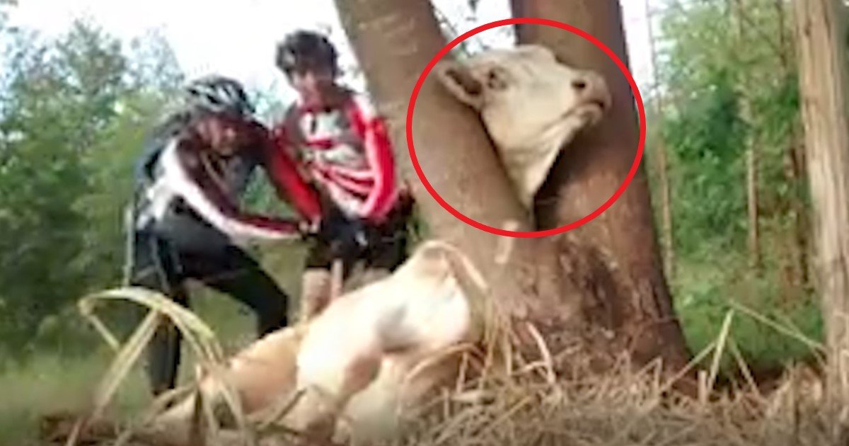 pic copy 9.jpg?resize=1200,630 - Conmovedor video de 2 ciclistas rescatando a una vaca atrapada en un árbol se vuelve viral