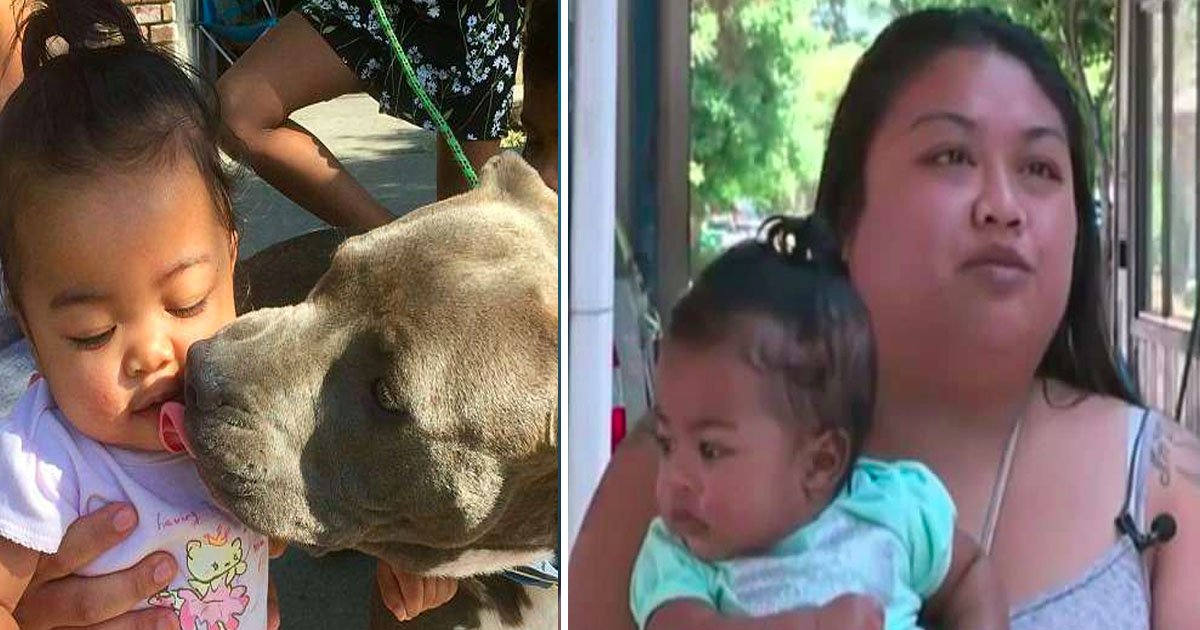 pitbul.jpg?resize=1200,630 - Pit Bull Saves Family From House Fire, Pulls 7-Month-Old Girl By Her Diaper