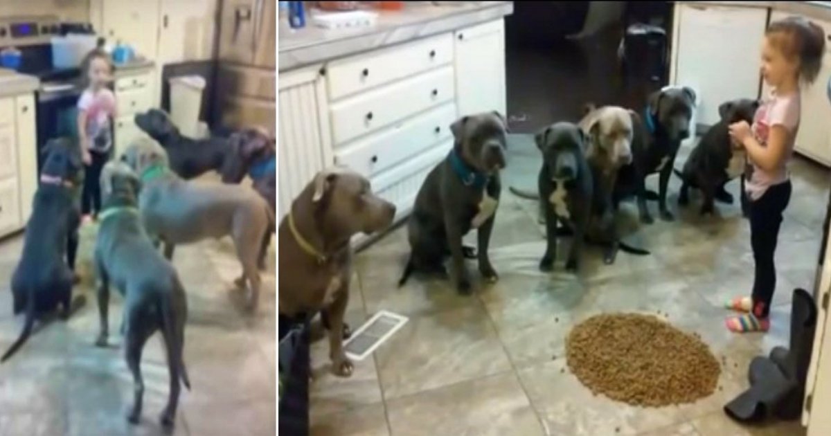 pitbulls.jpg?resize=412,232 - 4-Year-Old Girl Feeds 6 Pit Bulls And Shows Them Who The Boss Is