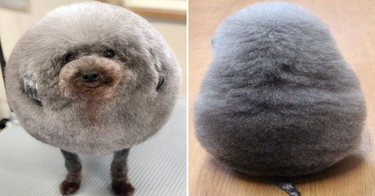pup.jpg?resize=1200,630 - A Dog Groomer Turned Adorable Pup Into ‘Perfect Rounded Shape’