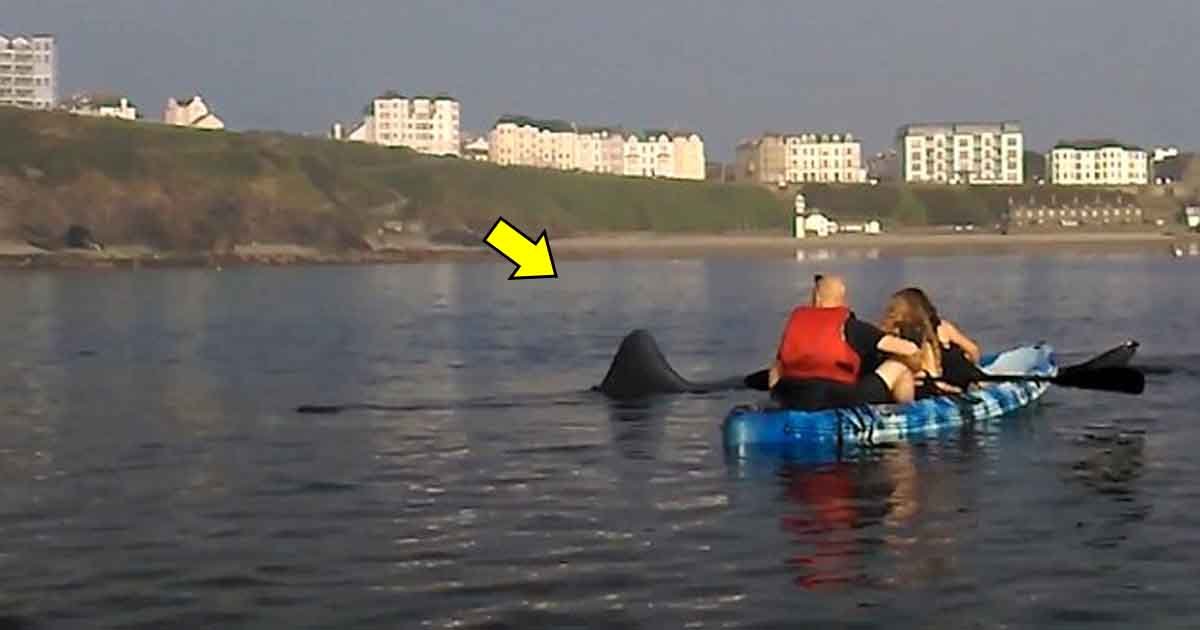 rta.jpg?resize=1200,630 - A Team Of Kayakers Surprised By Large Shark That Swam Past Them Just Off The Coast