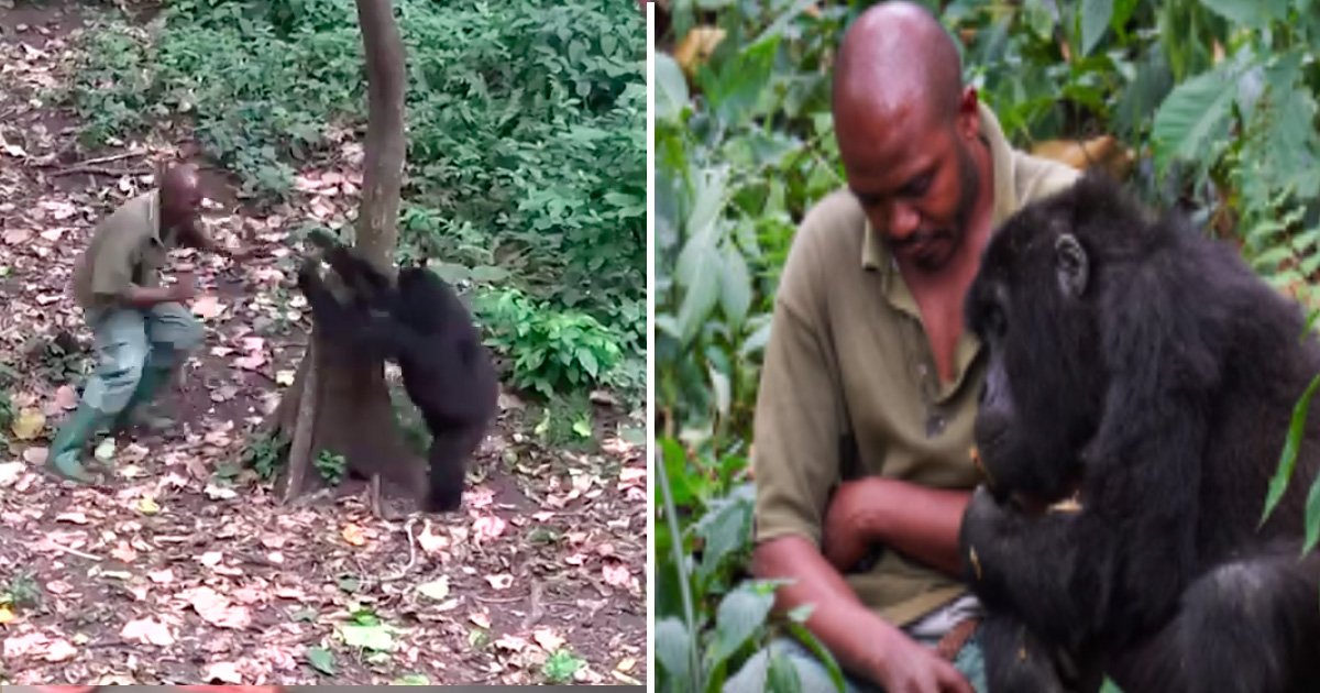rtst.jpg?resize=1200,630 - Les gorilles refusent de laisser leur soigneur partir - une vidéo réconfortante d'une belle amitié!