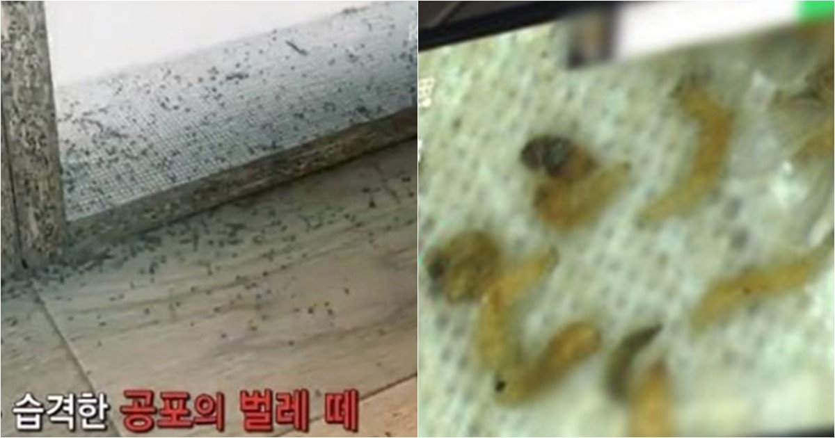 s 70.jpg?resize=412,275 - '벌레' 들끓어서 밥 먹을 때도 '불 끄고' 사는 새 아파트 입주민들