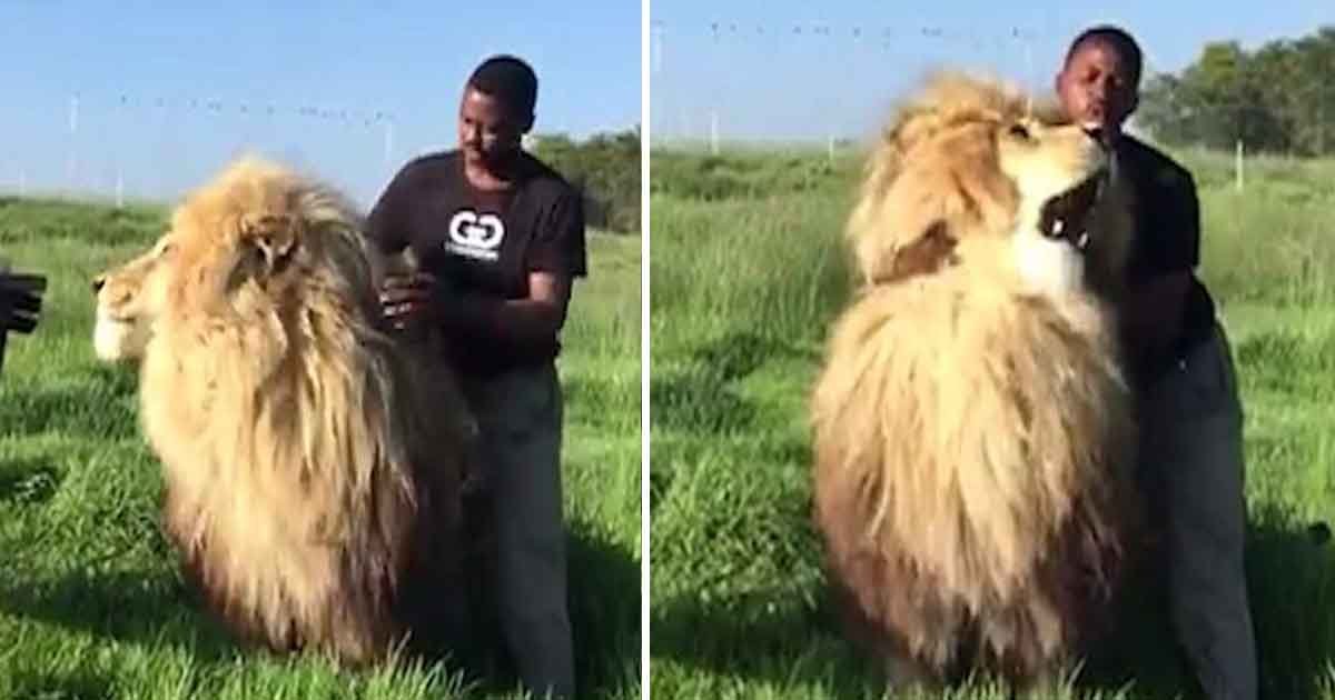 sdfadf.jpg?resize=1200,630 - Incredible Moment Captured On Camera – Conservationist Cuddles And Strokes An Adult Male Lion In South Arica