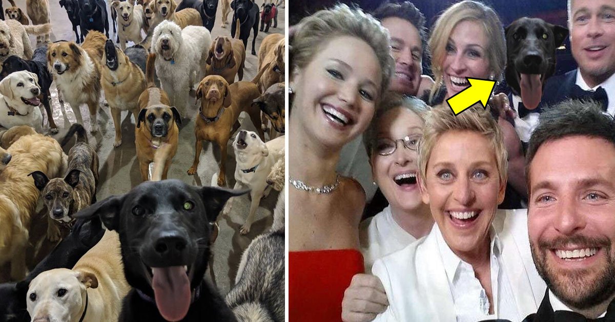 selfie.jpg?resize=1200,630 - Un employé d'une garderie pour chien a pris sur une photo des chiens et cette photo rendra votre journée joyeuse