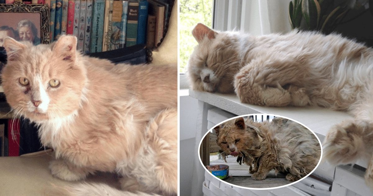 stray cat.jpg?resize=412,232 - Un chat abandonné a été sauvé et sa nouvelle vie a réconforté tout Internet