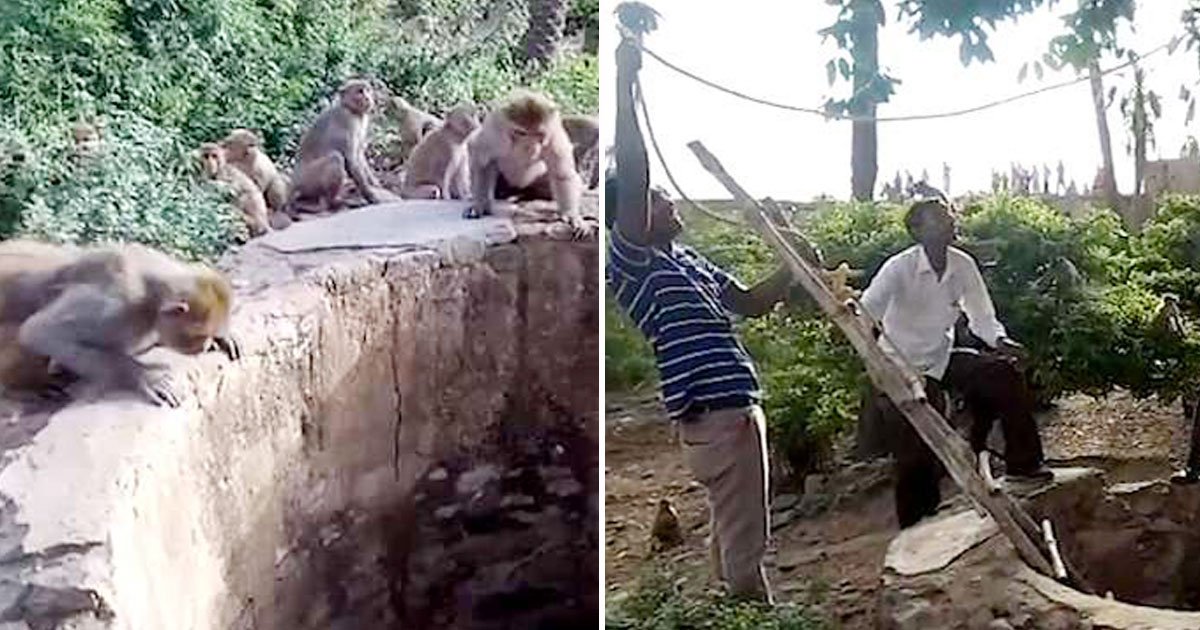 untitled 1 134.jpg?resize=1200,630 - Monkeys Saved The Life Of A Drowning Leopard By Alerting Locals