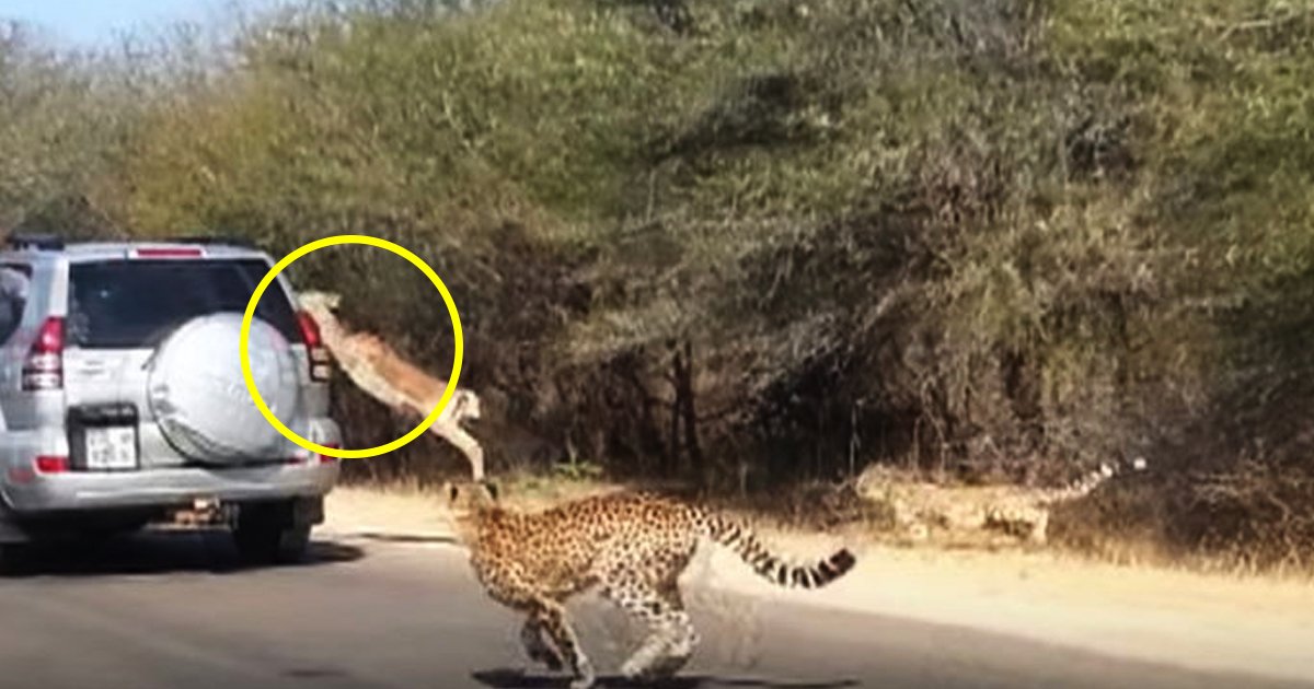untitled 1 205.jpg?resize=412,275 - Une antilope saute dans une voiture pour fuir un guépard qui la poursuit