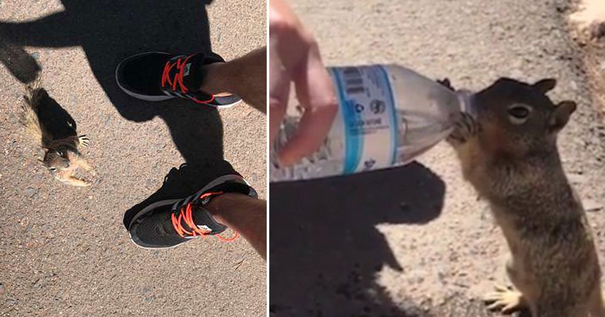 untitled 1 50.jpg?resize=1200,630 - Un écureuil assoiffé avale toute la bouteille d'eau d'un touriste pendant une journée de forte chaleur au Grand Canyon