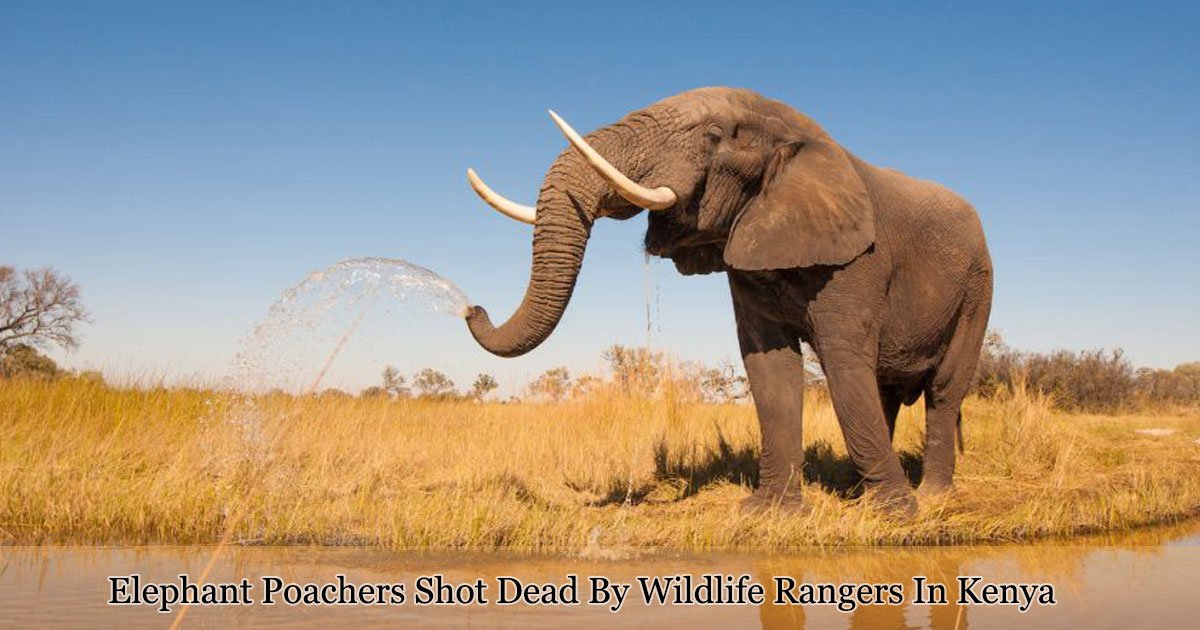 untitled 1 51.jpg?resize=1200,630 - Des braconniers d'éléphants abattus par des gardes forestiers au Kenya après avoir tenté de pénétrer dans un parc national