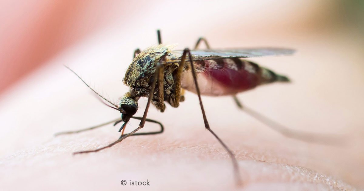 untitled 1 57.jpg?resize=1200,630 - Cuando un mosquito te pica, esto pasa en tu cuerpo durante varios días