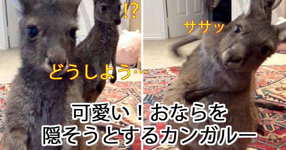 可愛い おならをした後 友だちの様子を伺うカンガルー Hachibachi