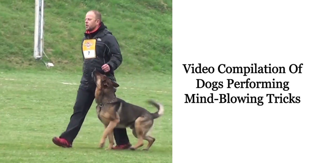 video compilation of dogs performing mind blowing tricks 1.jpg?resize=1200,630 - Compilation vidéo de chiens effectuant des tours époustouflants qui vous laisseront bouche bée