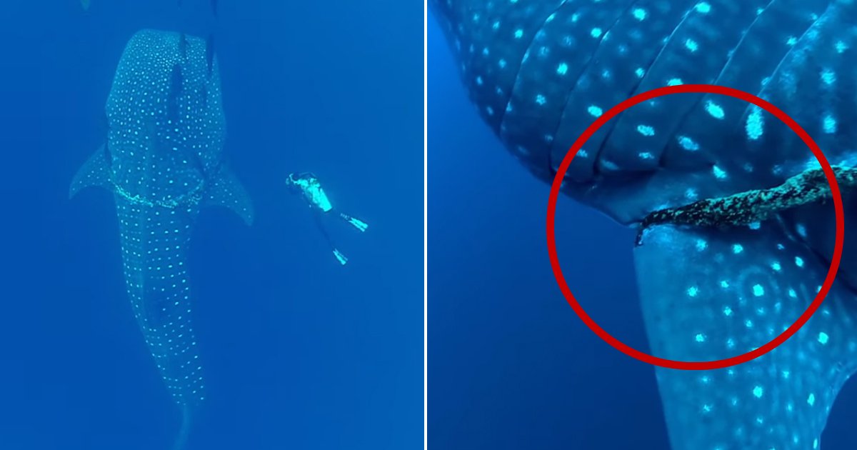 whale shark trapped.jpg?resize=1200,630 - Un plongeur va à l'encontre d'un énorme requin-baleine pris au piège d'un filet de pêche, ne sachant pas comment il réagirait