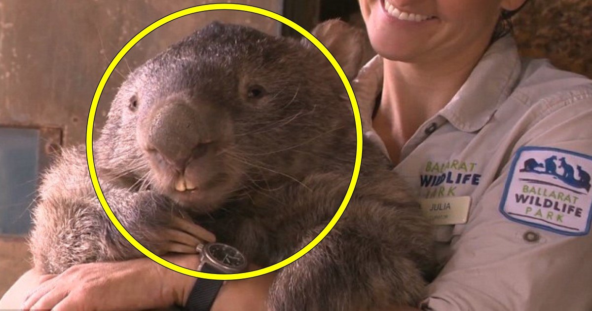 ww 2.jpg?resize=412,232 - Rencontrez Patrick, le plus ancien et le plus grand wombat du monde!