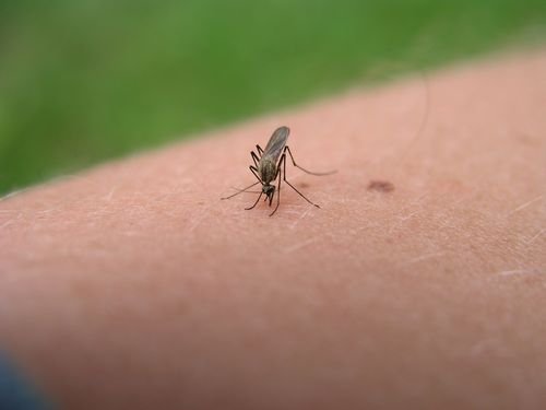 Image result for 蚊に刺される