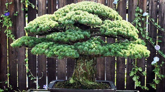Un bonsai