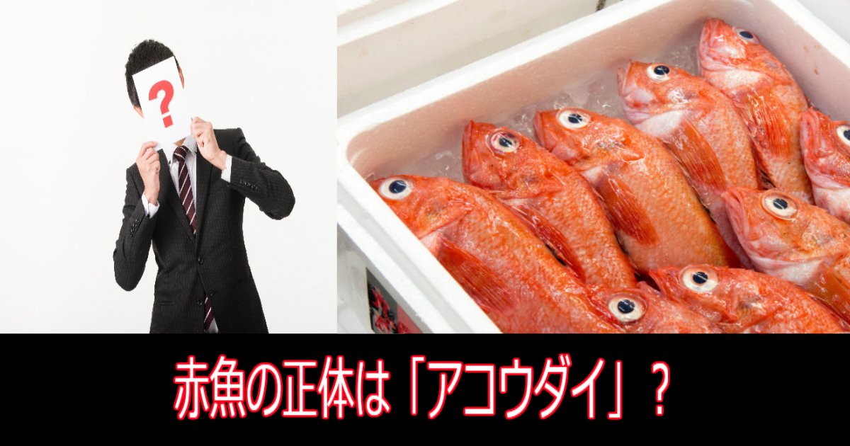 3 101.jpg?resize=412,275 - 【究明】赤魚の正体は「アコウダイ」？旬の時期はいつ頃？