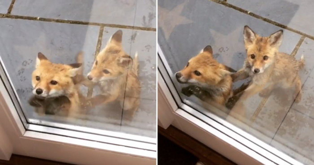 69uiv1un5469b6eda2xs 1.jpg?resize=412,232 - Baby Fox Wanted To Come Into House To Avoid The Harsh Heat While The Other Fox Looked Like She Was Stopping Her Friend