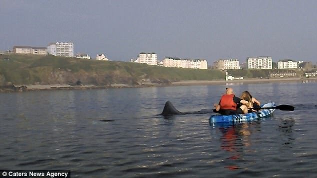 Gentle giant: Kayakers watched the beast circle for as long as two hours before it departed