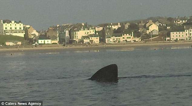 Basking sharks are the second-largest fish alive and grow as long as 32 feet