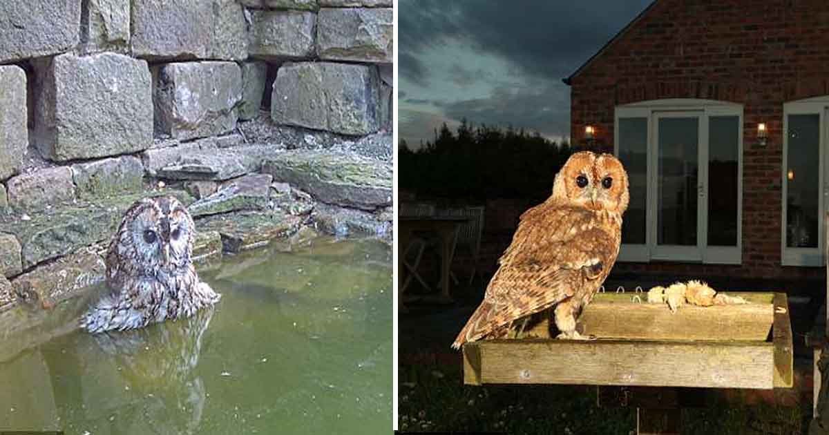 aaasd.jpg?resize=1200,630 - Tawny Owl Captured Enjoying A Midday Bathing Session In The Sizzling Heat