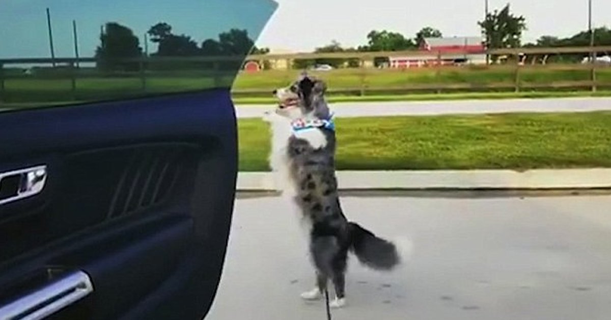 adaa.jpg?resize=412,275 - Supra The Dog Took The Kiki Challenge And Danced On The Scooter