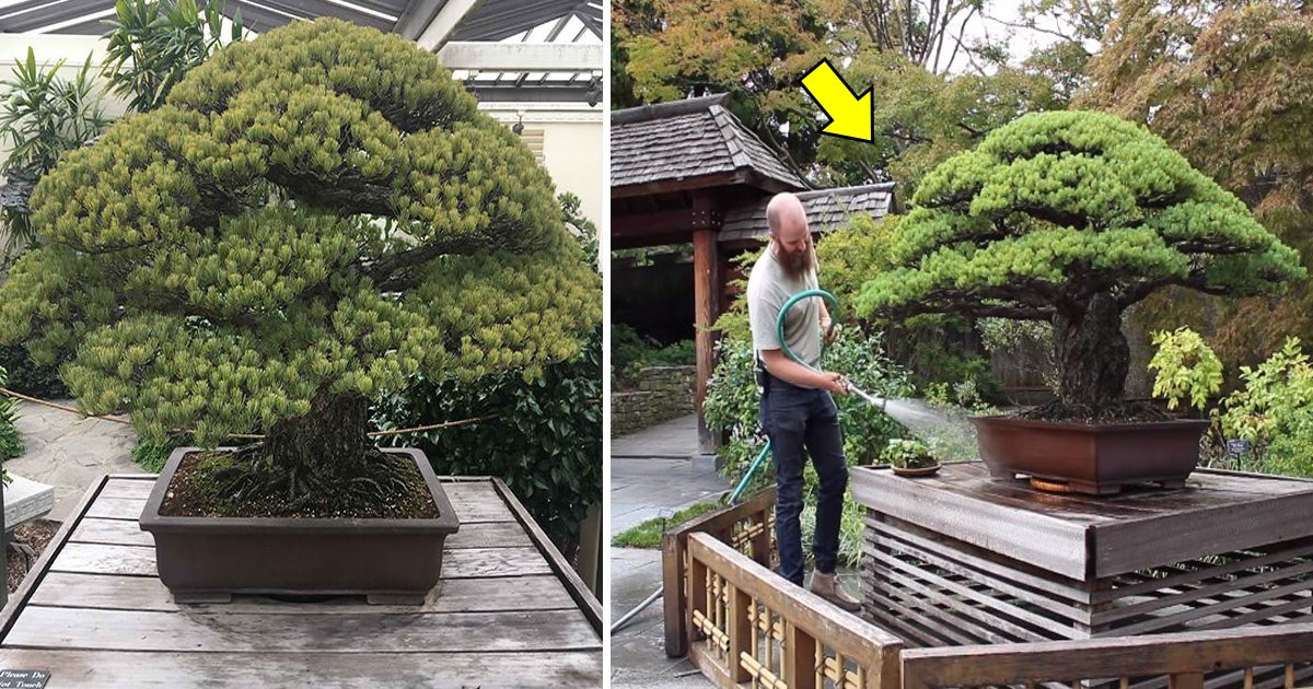 afaf 1.jpg?resize=1200,630 - Ce bonsaï de pin japonais blanc âgé de 391 ans a survécu au bombardement «atomique» catastrophique de Hiroshima en 1945