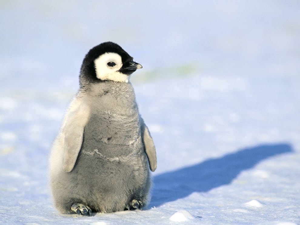40 Baby Animals That Shouldn T Be Allowed To Be This Cute Small Joys 40 Baby Animals That Shouldn T Be Allowed To Be This Cute Small Joys