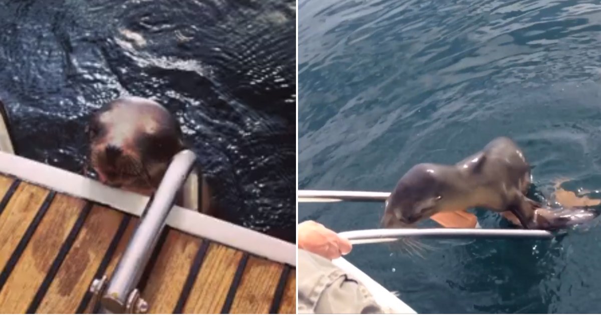 Un Bebe De Leon Marino Lesionado Recurre A Los Seres Humanos Para Obtener Ayuda Despues De Ser Herido En Un Ataque Va A Gustarme