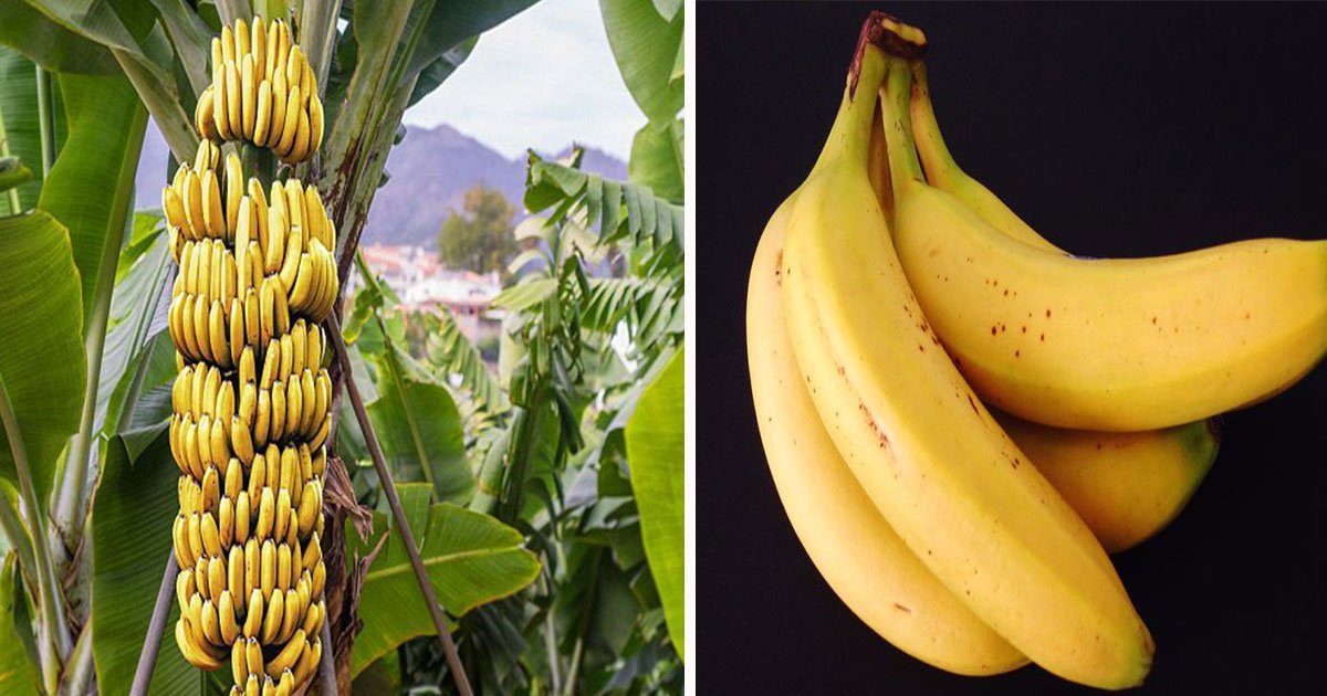 banana disease panama img4.jpg?resize=1200,630 - Les bananes sont sur le point de disparaître alors que la maladie mortelle du «Panama» menace d'anéantir les cultures du monde entier