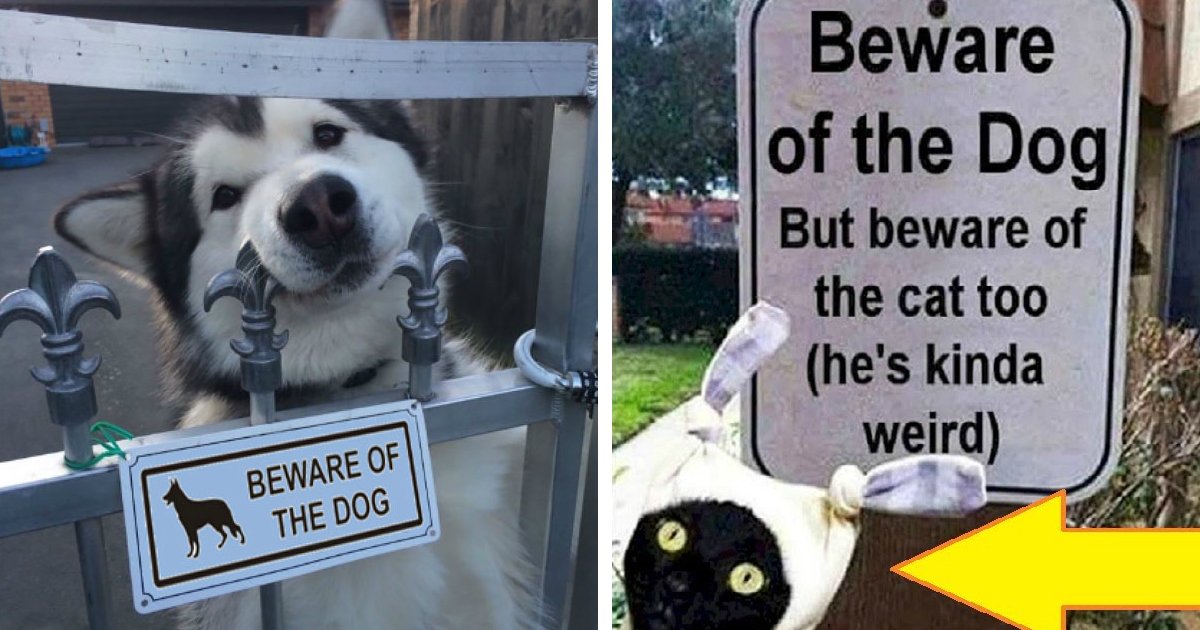 10 Dangerous Photos Of Be Aware Of Dogs Signs Small Joys