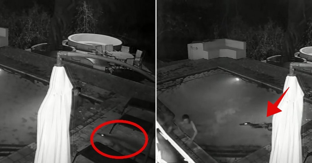 c side.jpg?resize=1200,630 - Un visiteur indésirable: une vidéo capture un couple attaqué par un crocodile dans une piscine