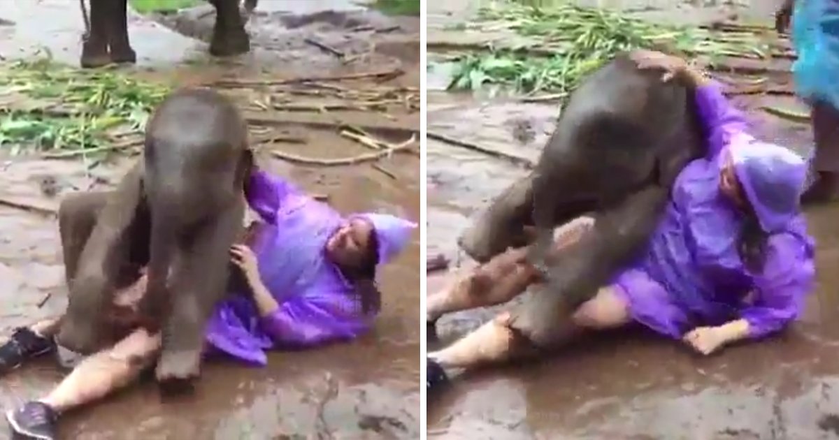 capa00qaad.png?resize=1200,630 - Vídeo adorável mostra um elefante bebê brincando com uma mulher