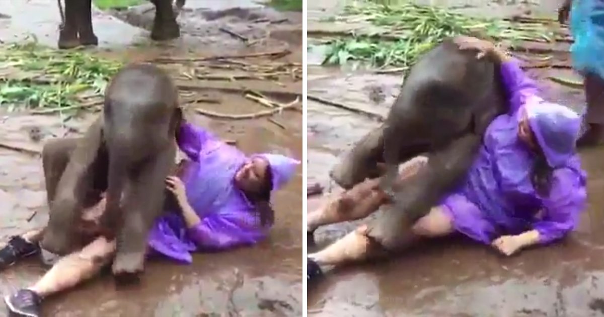 capa00qaad.png?resize=412,275 - Vídeo adorável mostra um elefante bebê brincando com uma mulher