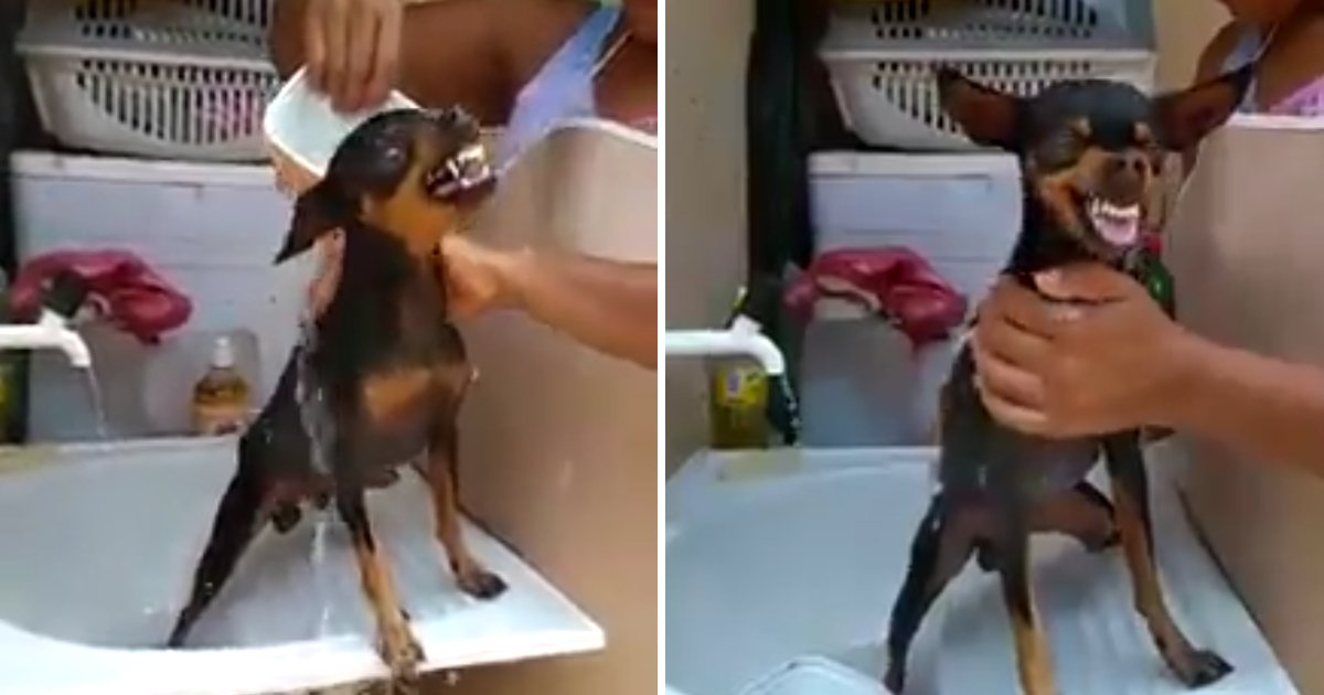 capa15.png?resize=412,275 - Esse cachorrinho reclamando para tomar banho é a coisa mais hilária que você verá hoje