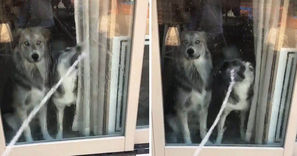 capa1bbnnb.png?resize=1200,630 - Esse cachorro tentando beber água através do vidro é a coisa mais fofa que você verá hoje