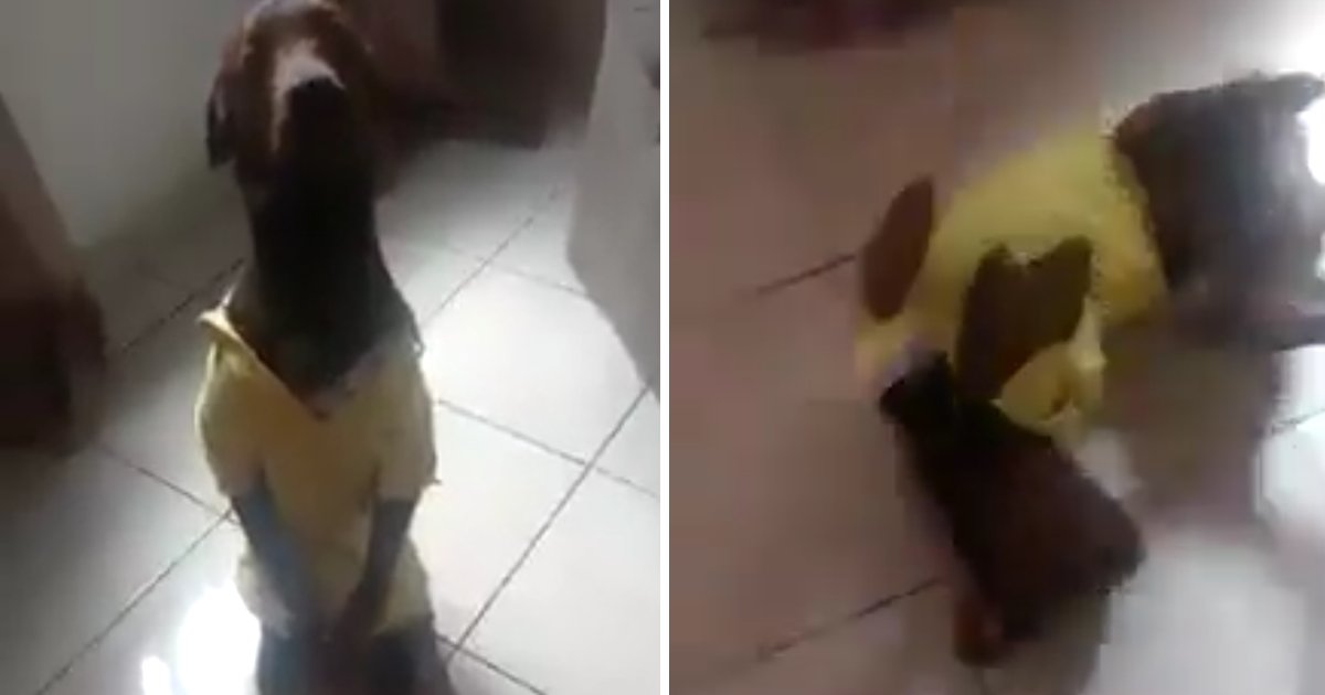 capaa10u.png?resize=1200,630 - Vídeo engraçado mostra cachorro imitando "como o Neymar joga"