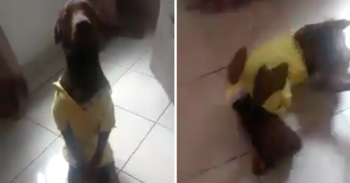 capaa10u.png?resize=412,275 - Vídeo engraçado mostra cachorro imitando "como o Neymar joga"